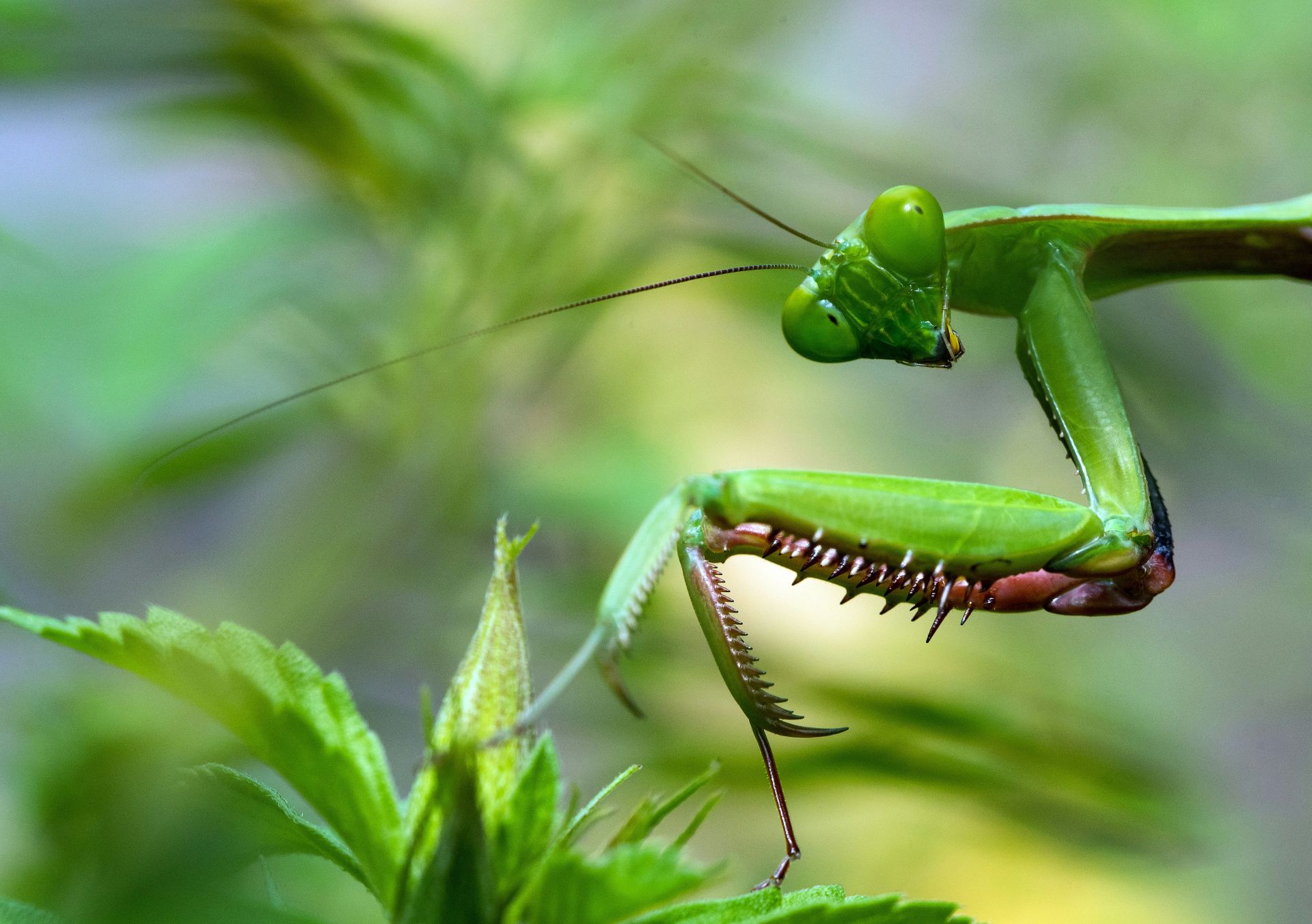 A bright green praying mantis in close-up profile with spiked forelegs raised and large compound eyes visible against a soft green blurred background