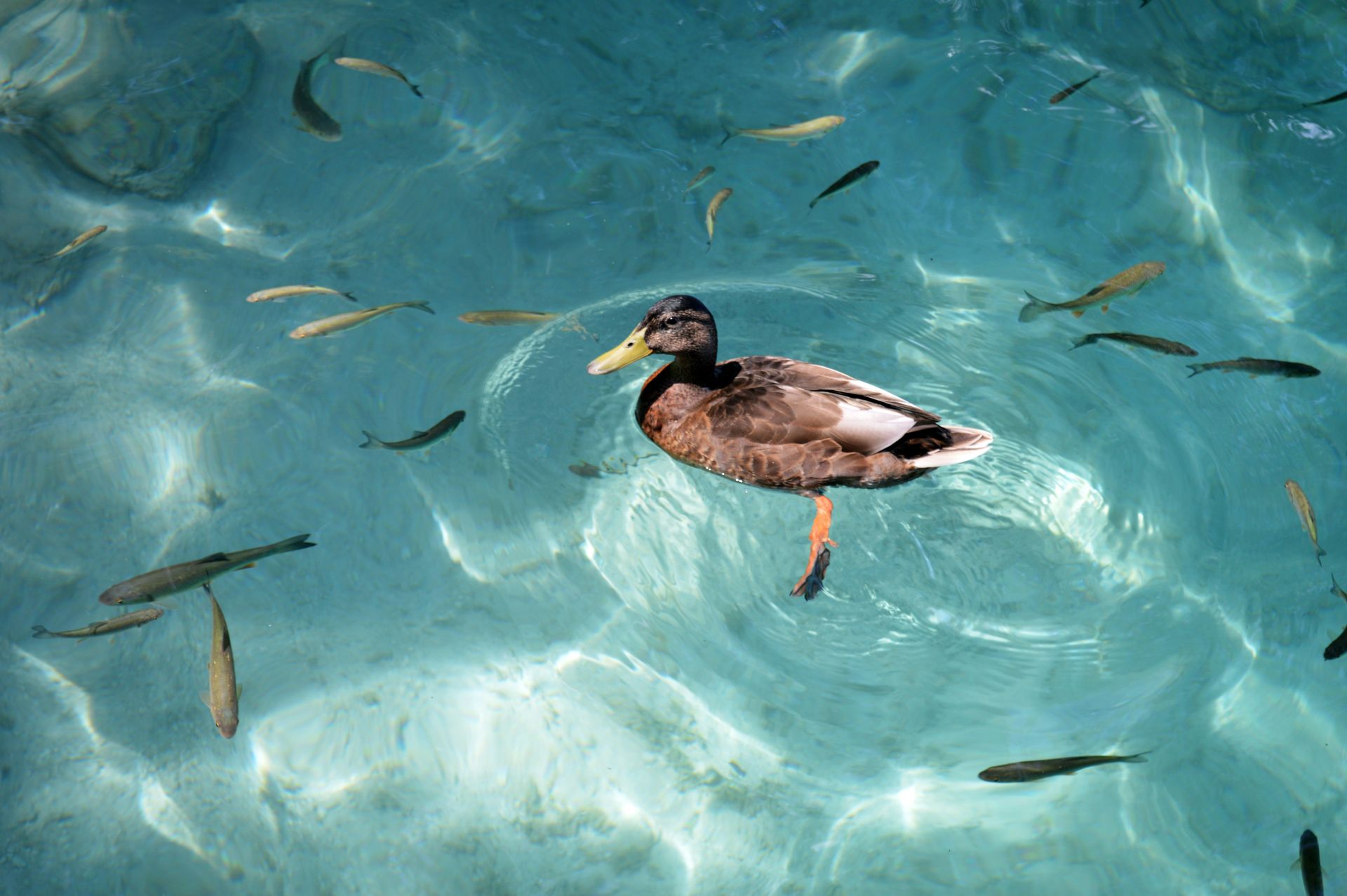 A mallard duck swimming in crystal clear turquoise water surrounded by dozens of small fish visible beneath the surface