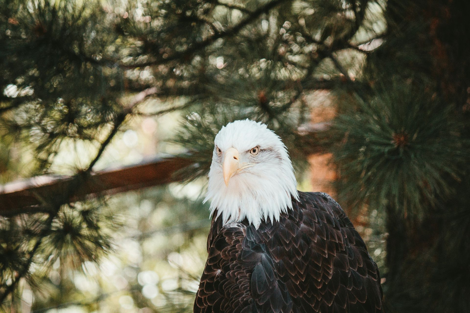 A bald eagle with white head and dark brown body perched among pine tree branches looking alertly to the side
