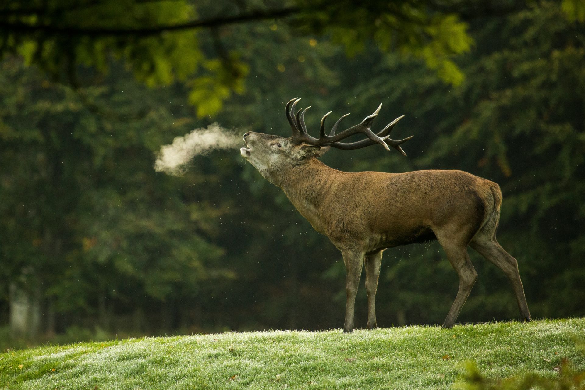A red deer stag with large dark antlers exhaling a visible cloud of breath on a cold misty morning in a green forest clearing