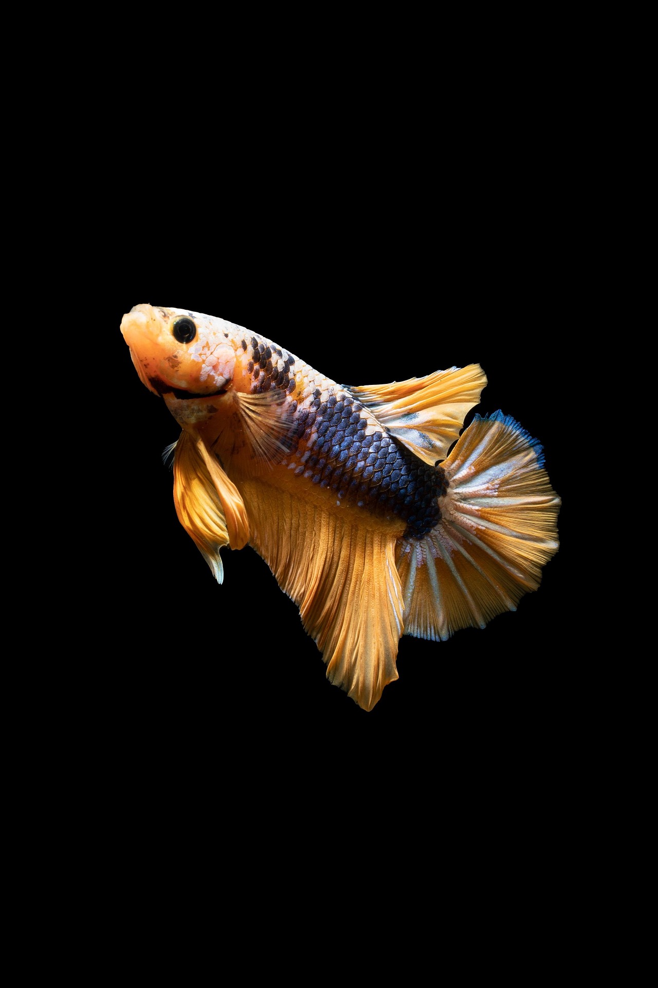 A golden yellow and black betta fish with flowing fins against a black background