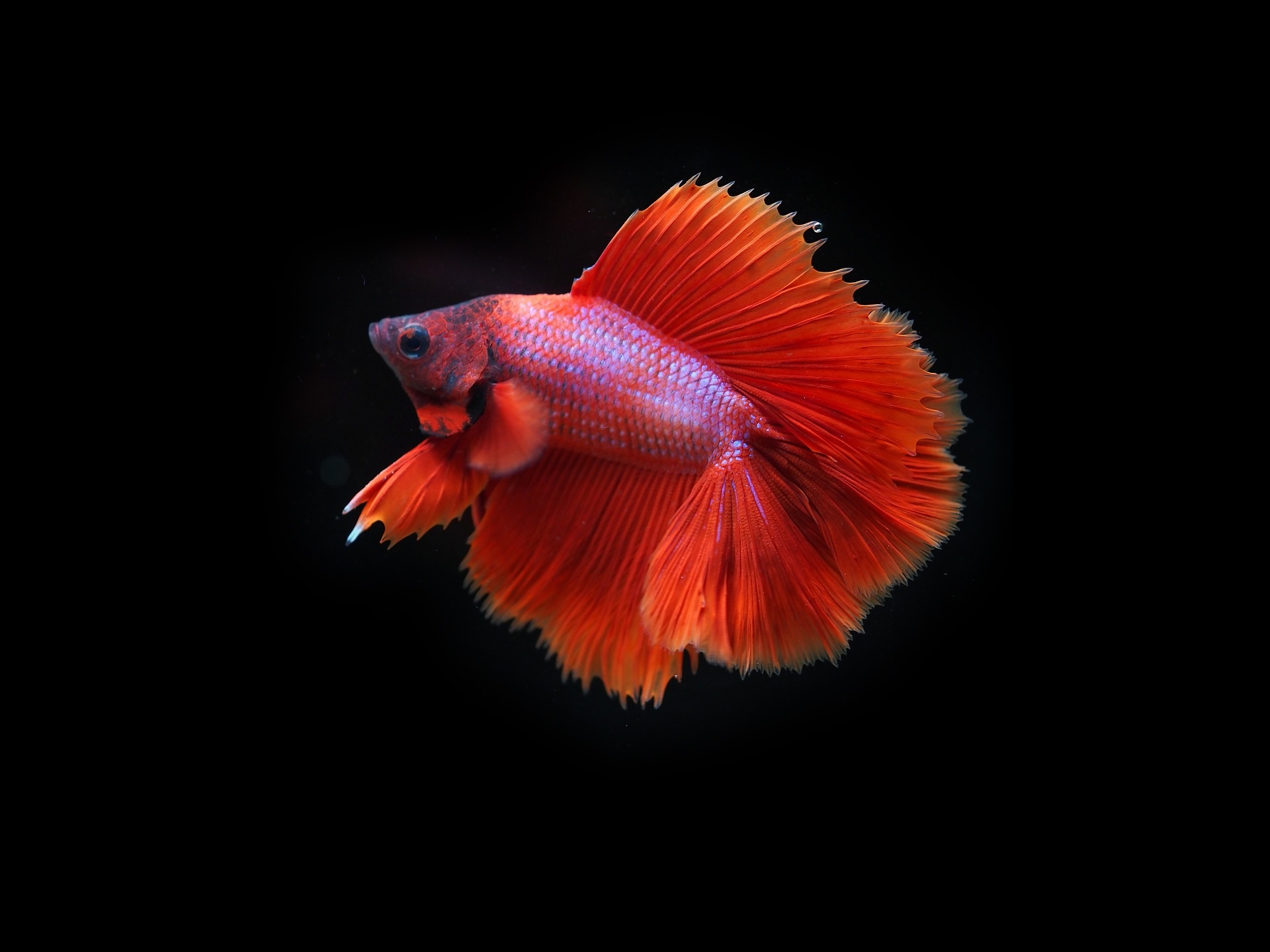A crimson red betta fish with large fan-like fins against a black background