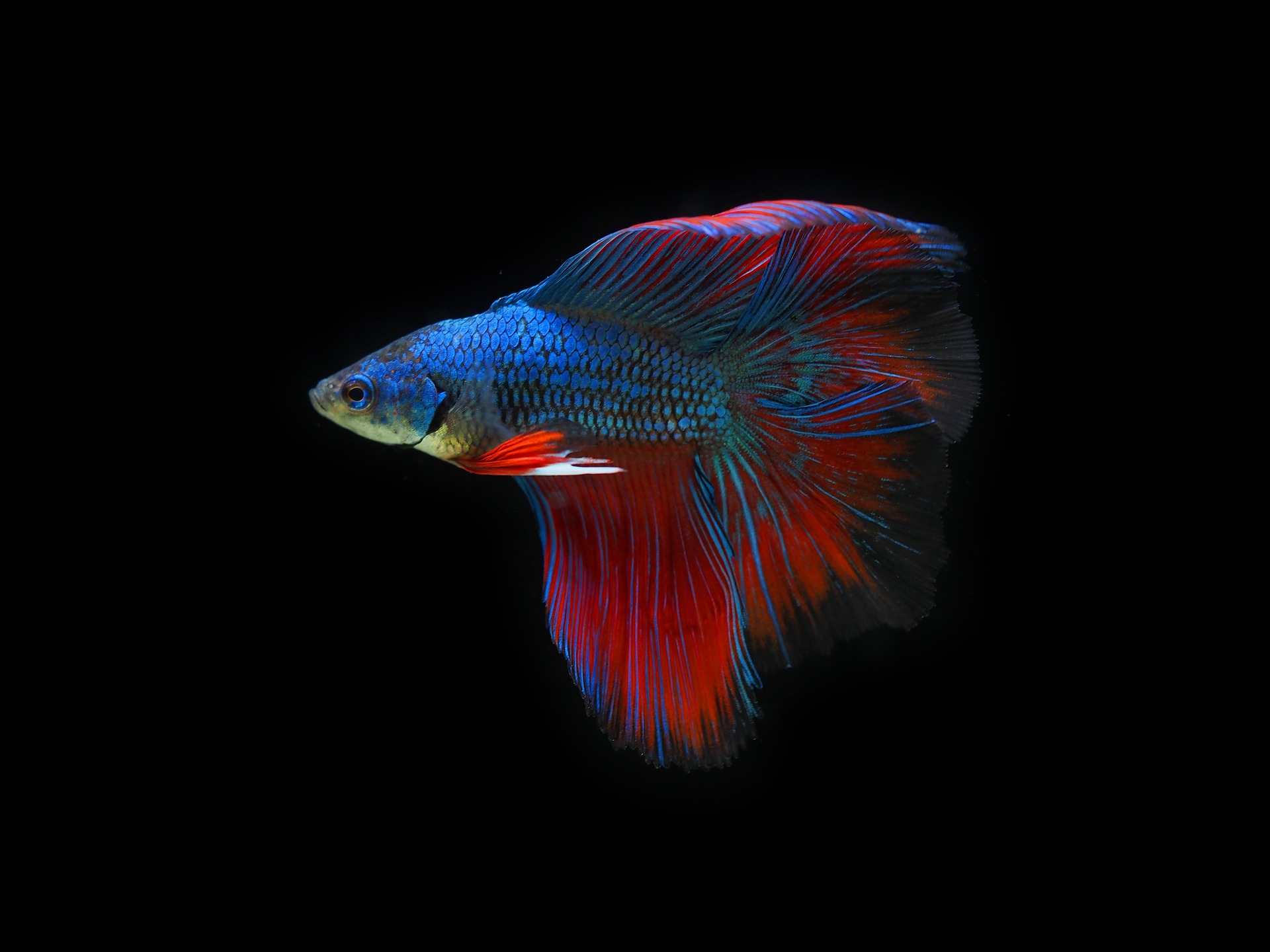 A blue and red betta fish with delicate fins against a black background