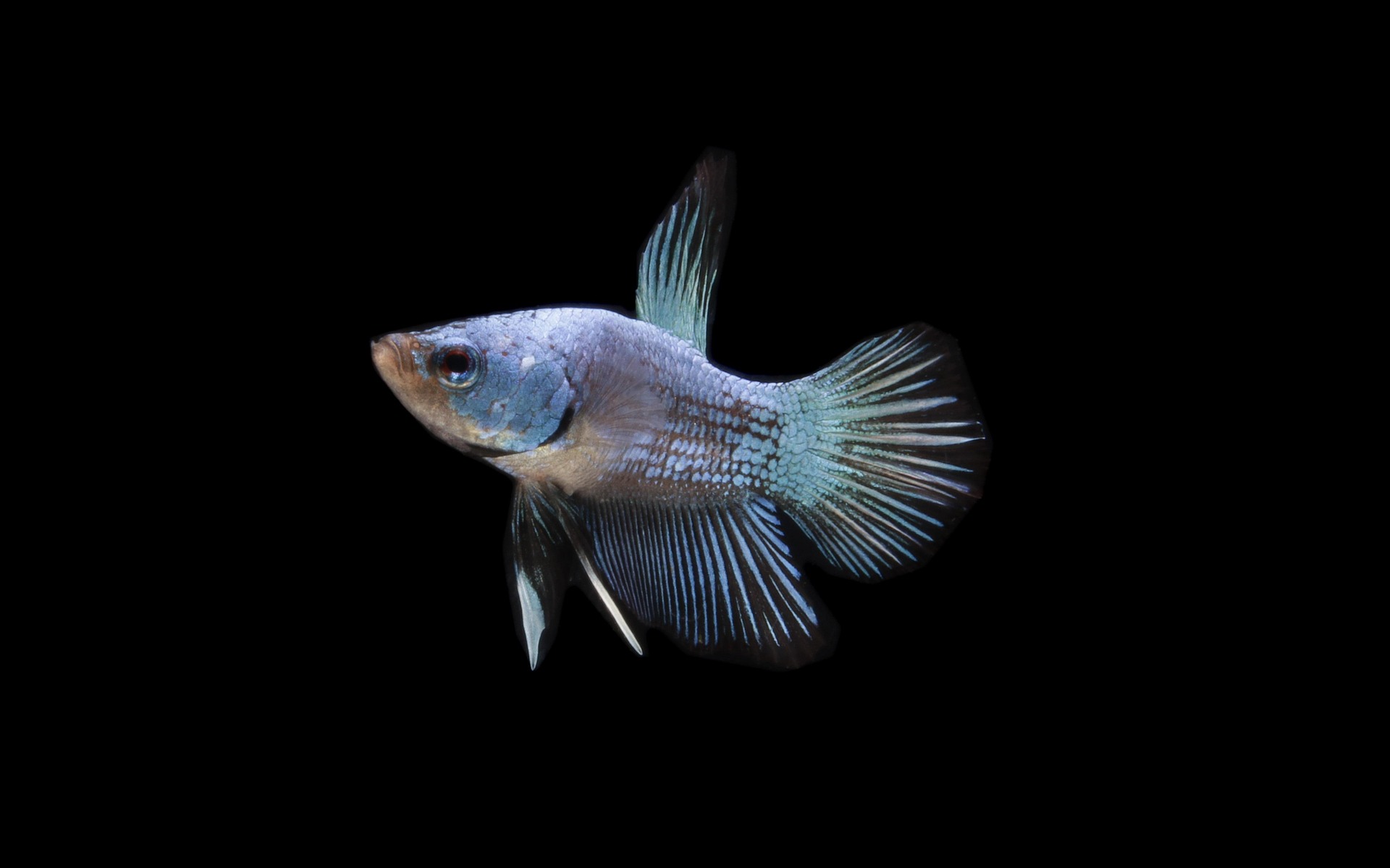 A light blue and teal betta fish with delicate fins against a black background